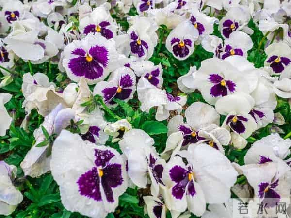 异性相处时，女人经常说这三句话，言外之意：我喜欢你