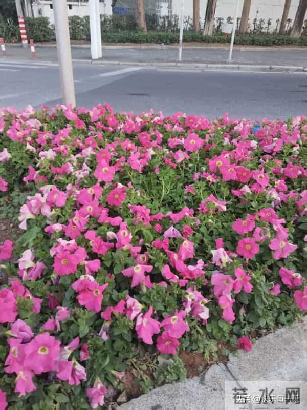 邻居嫂子说,这年头不光是人喜欢钱啊,连虫子都喜欢