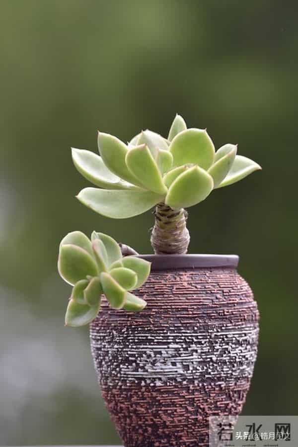 致所有爸妈:愿娃一生,平安有底气,顺遂有光亮