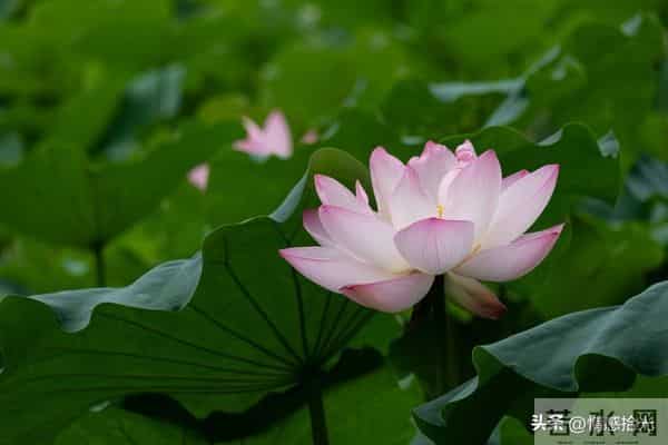 当你刷到我，就证明你要迎接大运了，祝愿你一帆风顺，好事连连