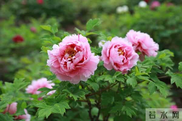 如果你已经六十岁,请看完此文,一定对你有所帮助,