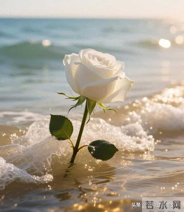 感恩相知有你，流年不负真情