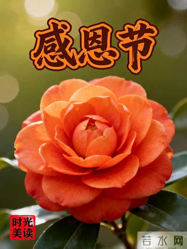 感恩节到了，感谢一路陪伴我的人，感恩有您，风雨同行