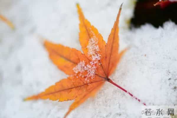 岁末浅冬暖,往事皆温柔:这一年的美好你还记得吗?