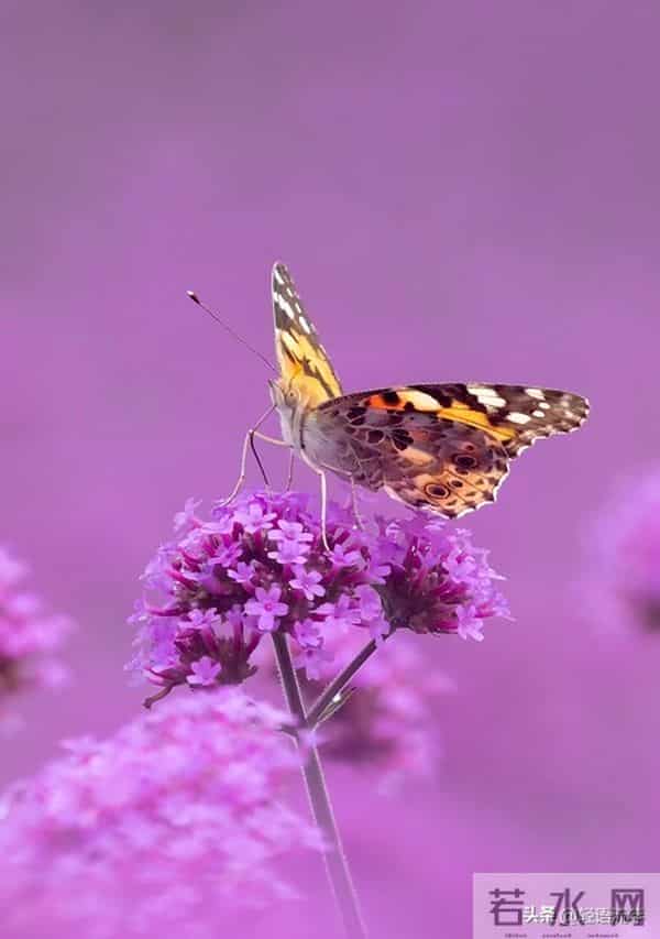 从我家五年的变化,明白一个真相:儿媳,就是一个家庭最好的风水
