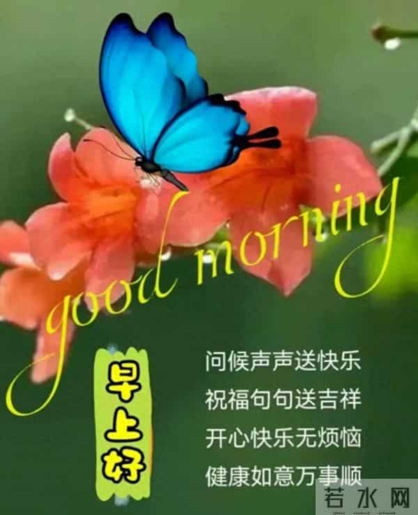 晨光里的花与早安