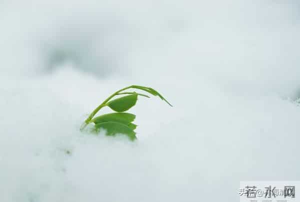 岁末浅冬暖,往事皆温柔:这一年的美好你还记得吗?