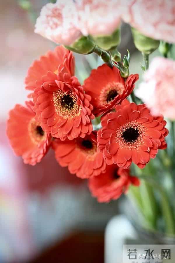 从我家五年的变化,明白一个真相:儿媳,就是一个家庭最好的风水