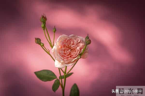 两个有家庭的人越界,真正高情商的女人会这样做,很聪明