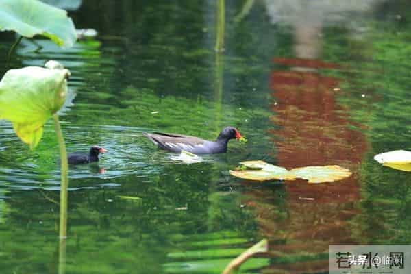 上周和准亲家见面我提5点建议，双方一拍即合，提亲这样谈才顺心