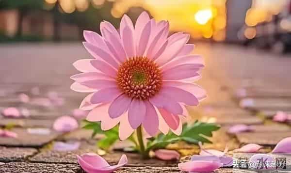 你只管努力,剩下的交给天意