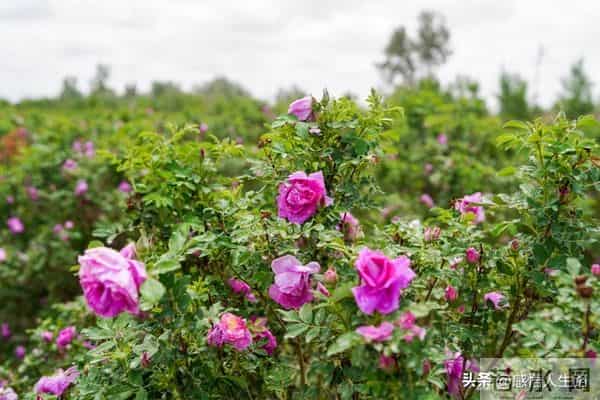 过得好的女人,藏不住“无戾气”的面相