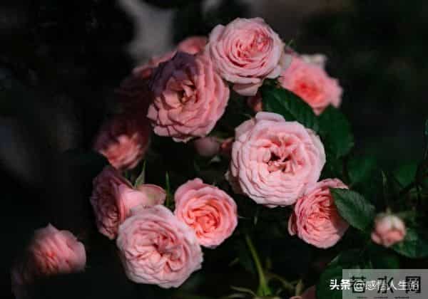 过得好的女人,藏不住“无戾气”的面相