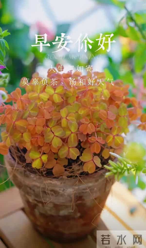 2025感恩节祝福图片 感恩节暖心文案 只想对你说一句 感恩有你 早上好