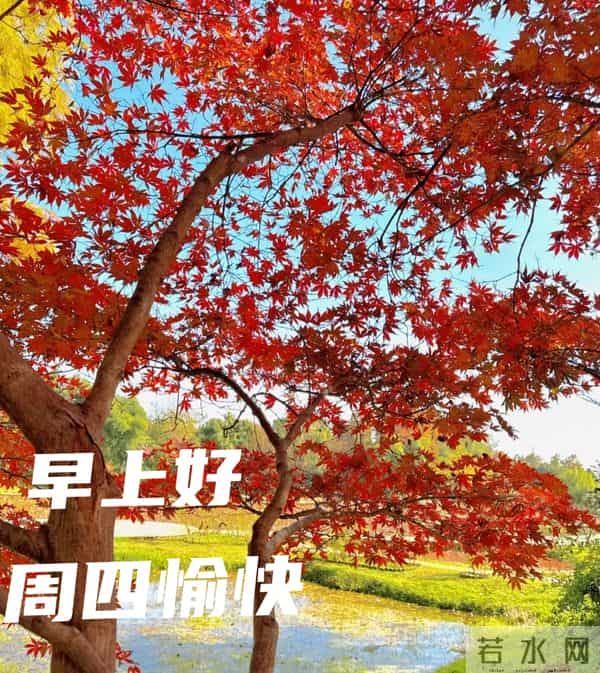 2025年11月27日早上好 早上好温馨问候祝福语 早安精美图片 周四愉快