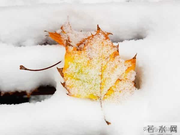 岁末浅冬暖,往事皆温柔:这一年的美好你还记得吗?