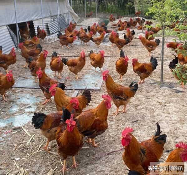 50岁堂哥终于翻身了!儿子结婚没彩礼,村干部亲自上门帮忙送快递