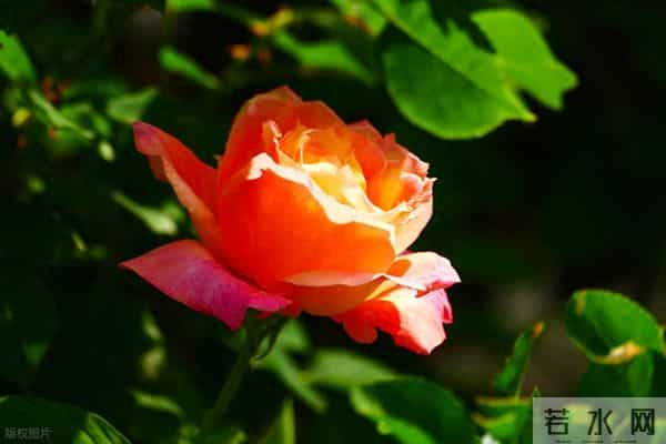 伤着伤着就醒悟了：男人心里没你， 才会对你做这些事