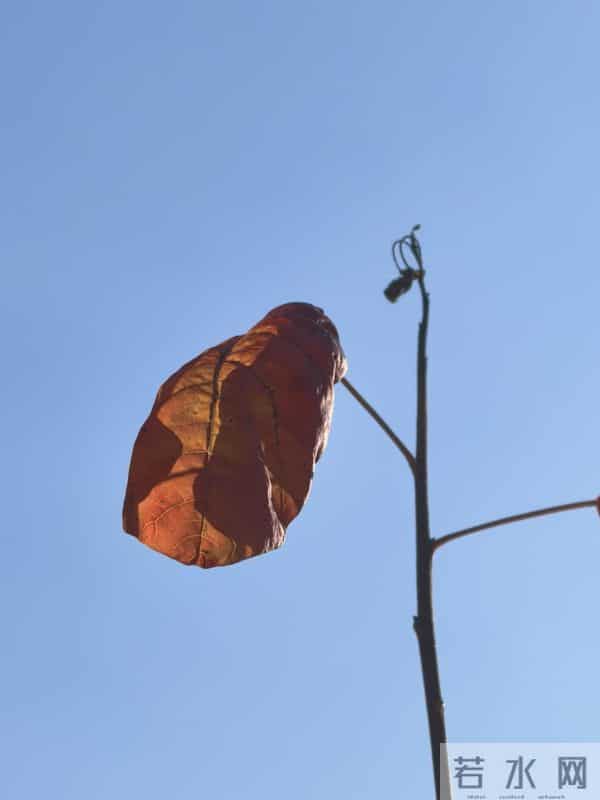 散文-世间所有的遇见,都值得感恩。好是恩情,坏是提醒