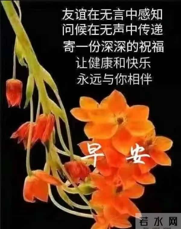 晨光里的花与早安