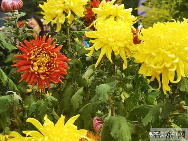 【经典名言荟萃】781 唯有心灵的安静,方能铸就人性的优雅