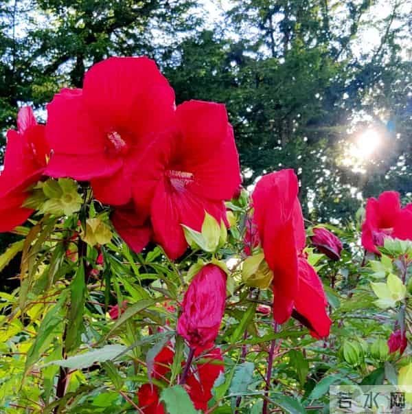 你走进我心里,夺走了我一辈子的相思