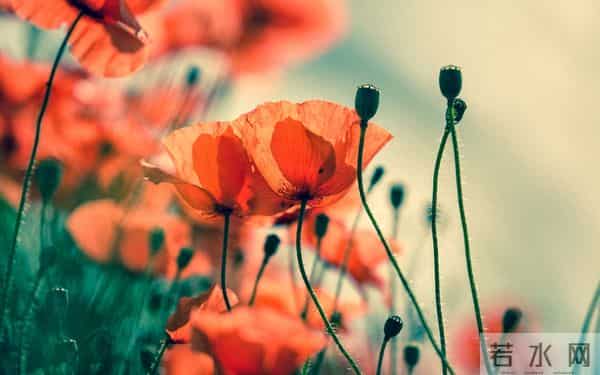 想让男人认定你、珍惜你，女人只要做到这一件事，就够了