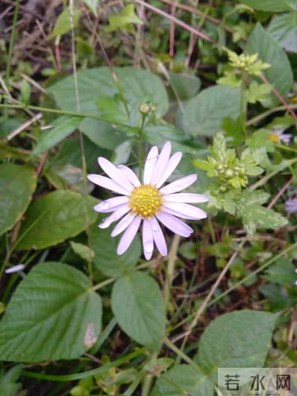 一个人的独居生活，心情好可以原谅一切，心情不好只想找根绳子