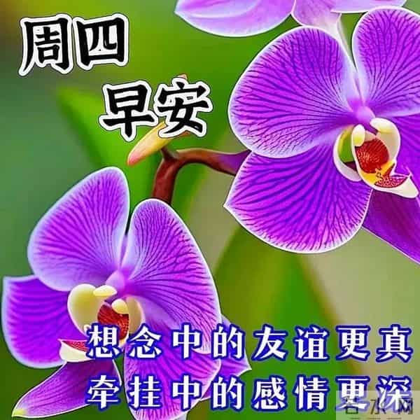 「冬日暖阳」11月27日早上好！初冬的早晨祝福问候语，早安图片