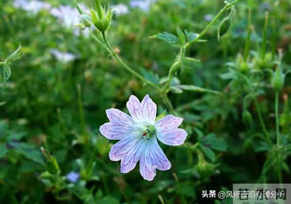 男女暧昧、越界后,值得余生相伴的人,会有4个发光条件