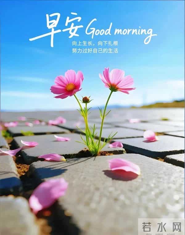 新的一天,新的开始!一句早安,温暖心房;一份祝福,伴你身旁。