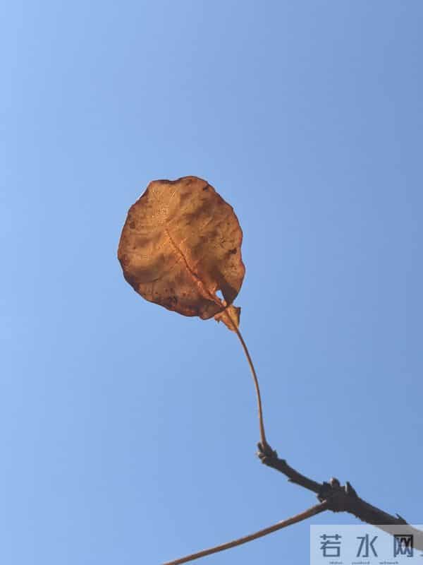 散文-世间所有的遇见,都值得感恩。好是恩情,坏是提醒