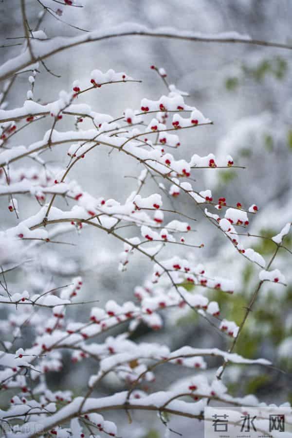 散文:雪落无声心渐宁