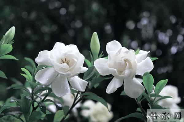 婚姻中，即便对方再优秀、再帅气，都不如找个对你依赖较少的配偶