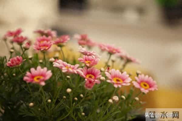 再婚18年他癌症晚期，继女逼我掏积蓄！婚前他早把婚房过户给闺女