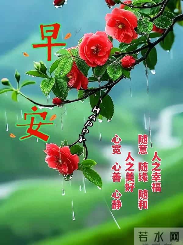 雨丝落在花瓣上