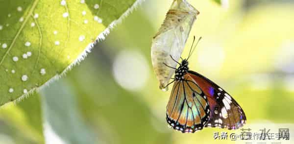 心向暖阳,步履不停:你的态度决定人生高度