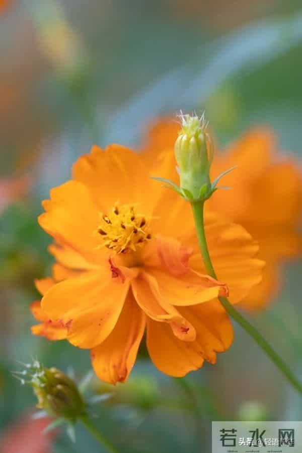 从我家五年的变化,明白一个真相:儿媳,就是一个家庭最好的风水