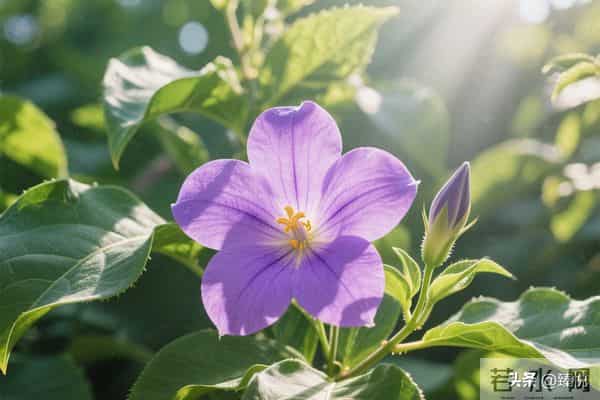 人这辈子，有三件事真的不能拿来炫耀，否则迟早要栽跟头