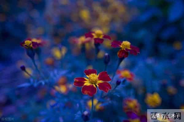 真正的强者,不是从来没有情绪,而是懂得如何与情绪共处。