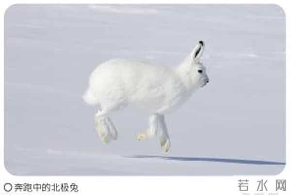 《疯狂动物城2》你看了吗?谁能抵挡兔兔的可爱?