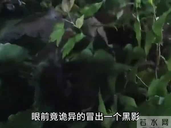神枪张响智斗鬼子王牌狙击手(5)
