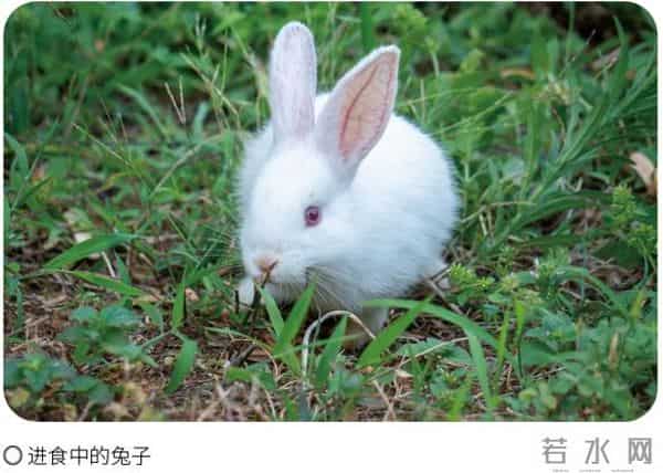 《疯狂动物城2》你看了吗?谁能抵挡兔兔的可爱?