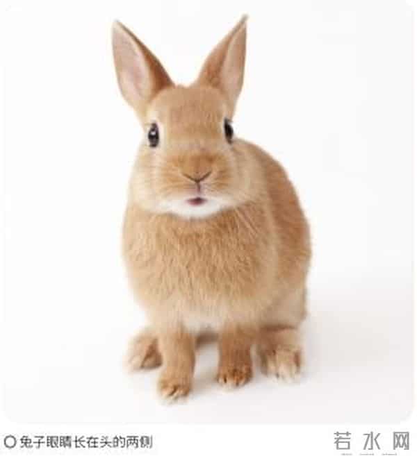 《疯狂动物城2》你看了吗?谁能抵挡兔兔的可爱?