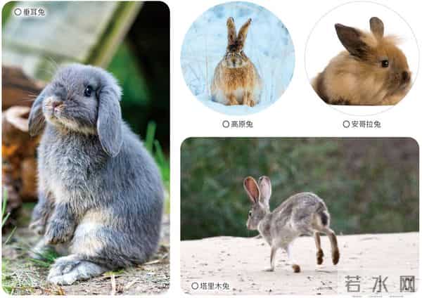 《疯狂动物城2》你看了吗?谁能抵挡兔兔的可爱?