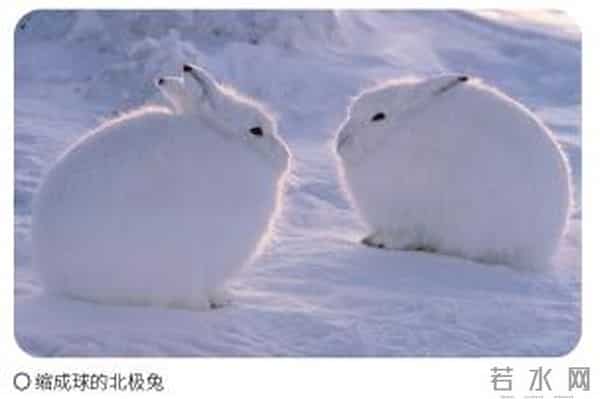 《疯狂动物城2》你看了吗?谁能抵挡兔兔的可爱?