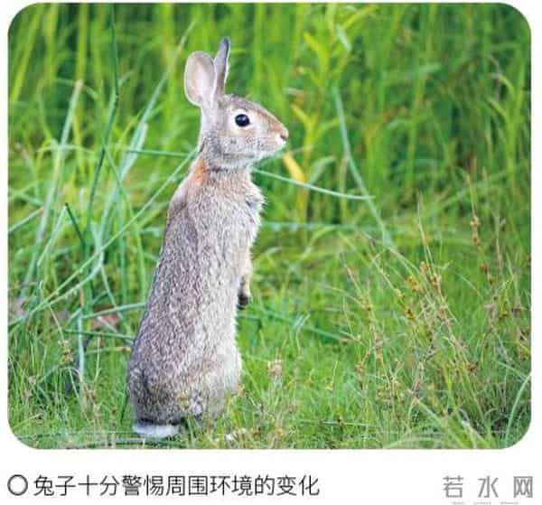 《疯狂动物城2》你看了吗?谁能抵挡兔兔的可爱?