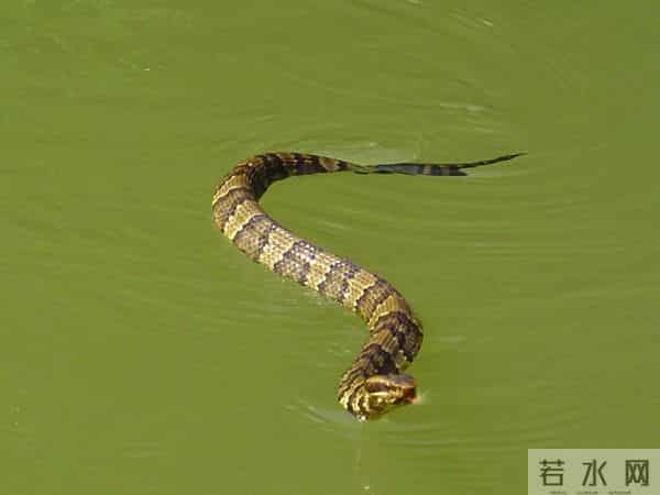 《疯狂动物城2》里，你注意到这些用心的细节了吗？