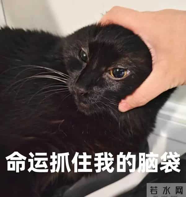 不看《狂野时代》,我的命可能都没了