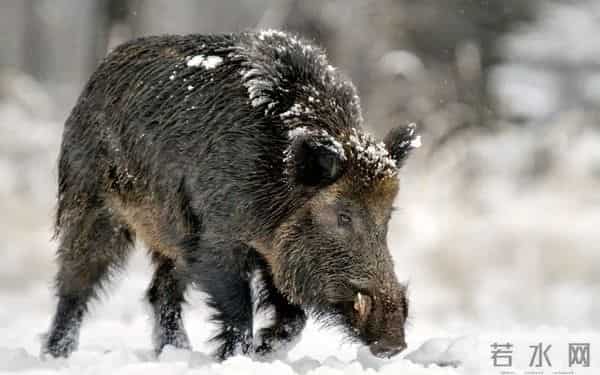 预测32亿,多亏了这些彩蛋(上)